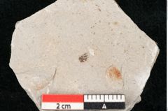 Foto (Detailansicht) von Glyptostrobus europaeus Brongniart (NHMW-GEO-2024-0188-6751)